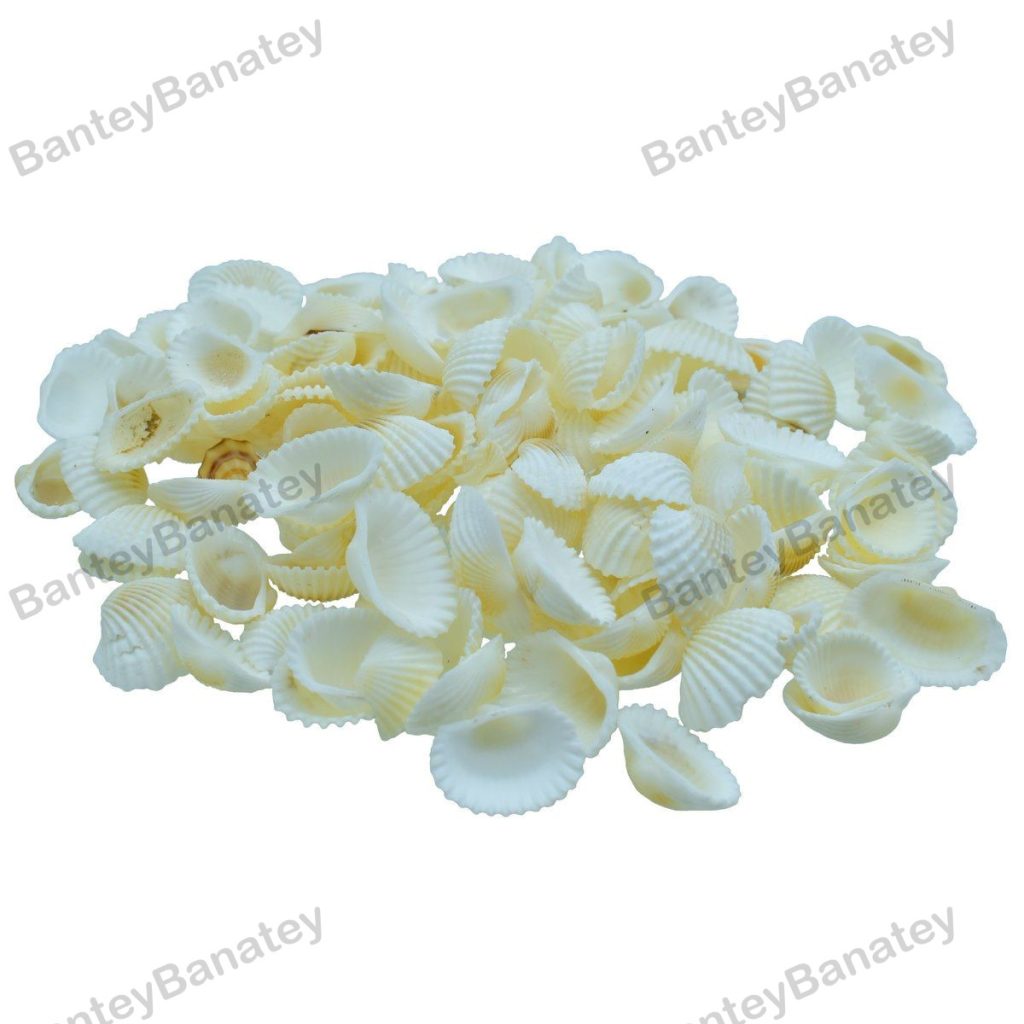 Chippi Shell Chippi Shells 100 Grams at the Best Price Near Me for Craft, Decoration ...