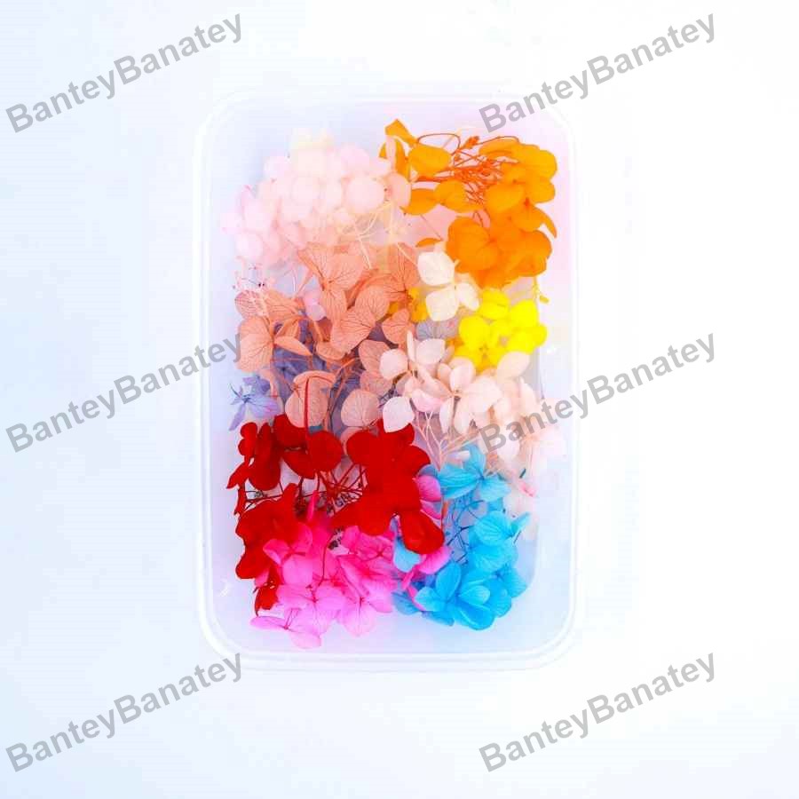 hydreangea mix colour.jpg